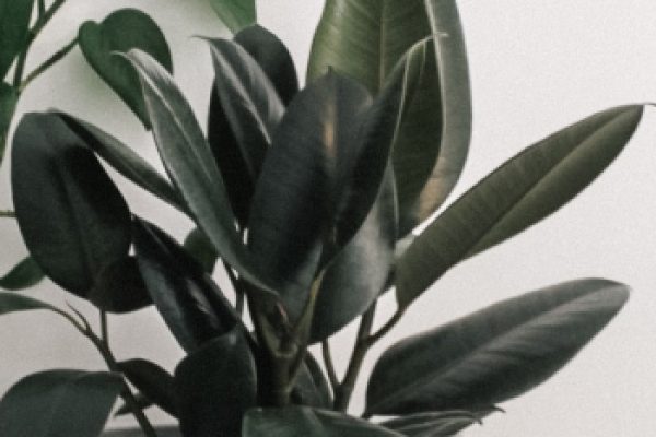 header-banner-gallery